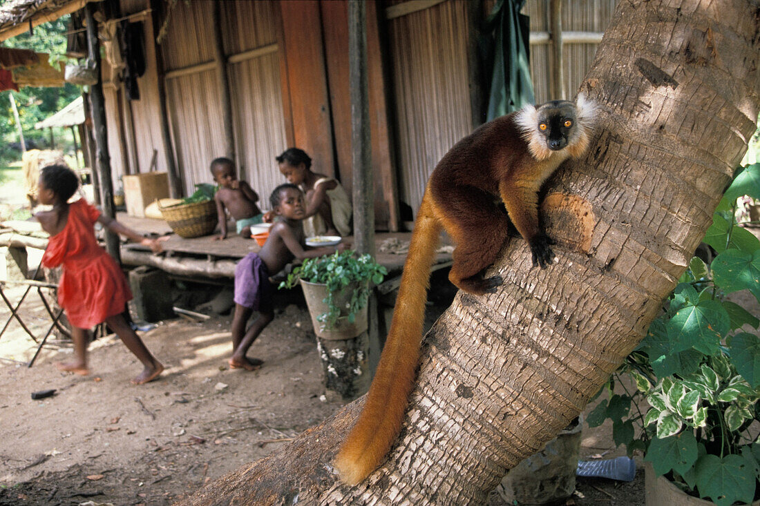Mohrenmakis in Dorf, Eulemur macaco, Nosy Komba, Madagaskar