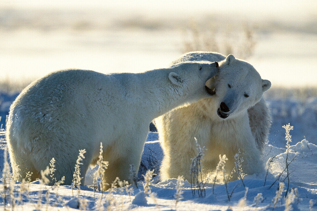 Eisbären spielen, Ursus maritimus, Churchill, Kanada