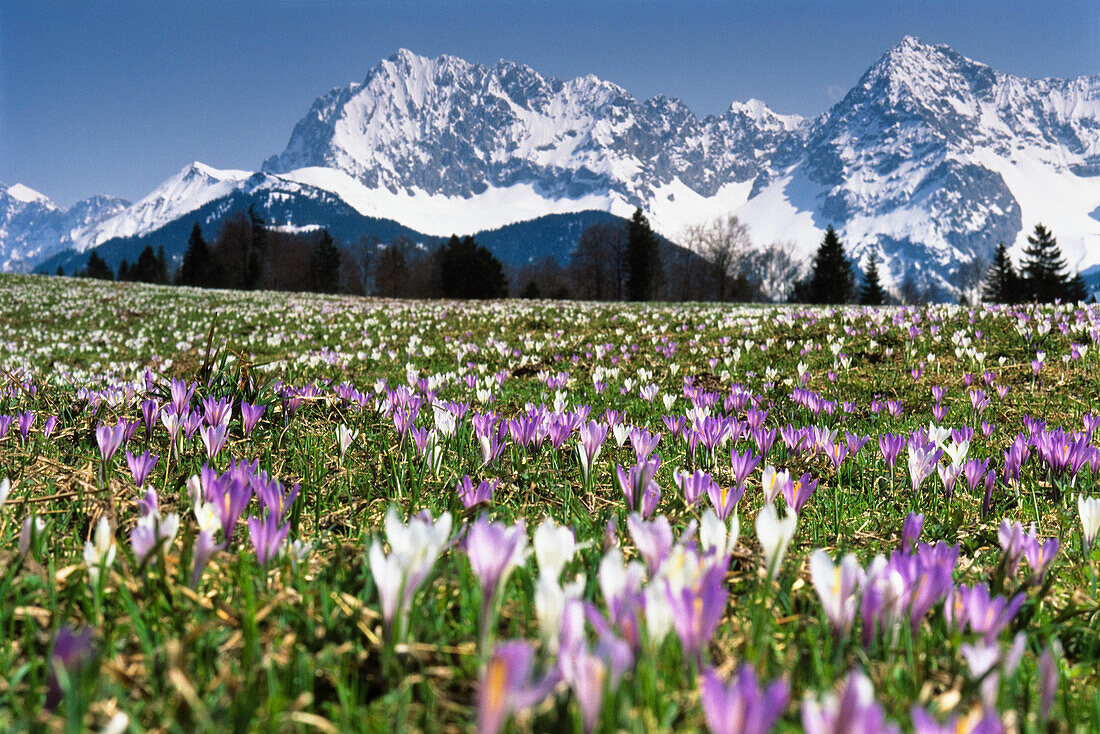 Meadow with crocusses in front of Karwendel mountains in the sunlight, Upper Bavaria, Germany, Europe