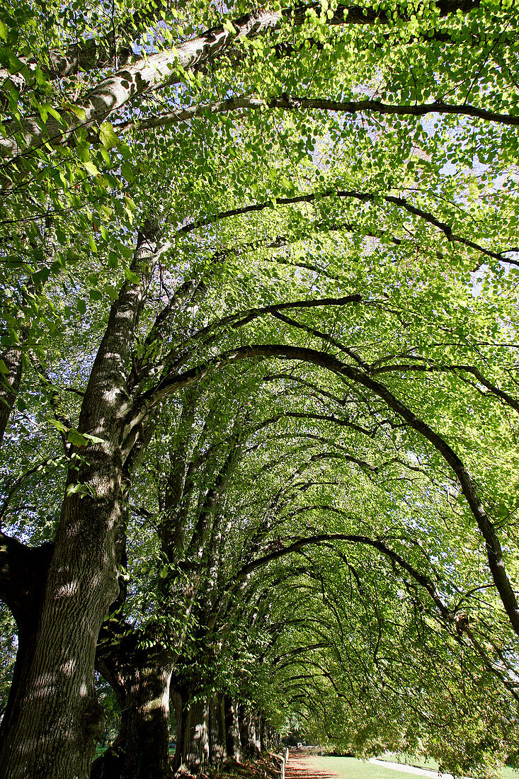 Lane Of Linden Trees, Noirlac Abbey, Cher (18), France