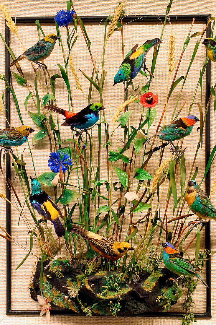 American Tanager, Fine Arts And Natural History Museum Of Chateaudun, Eure-Et-Loir (28), France