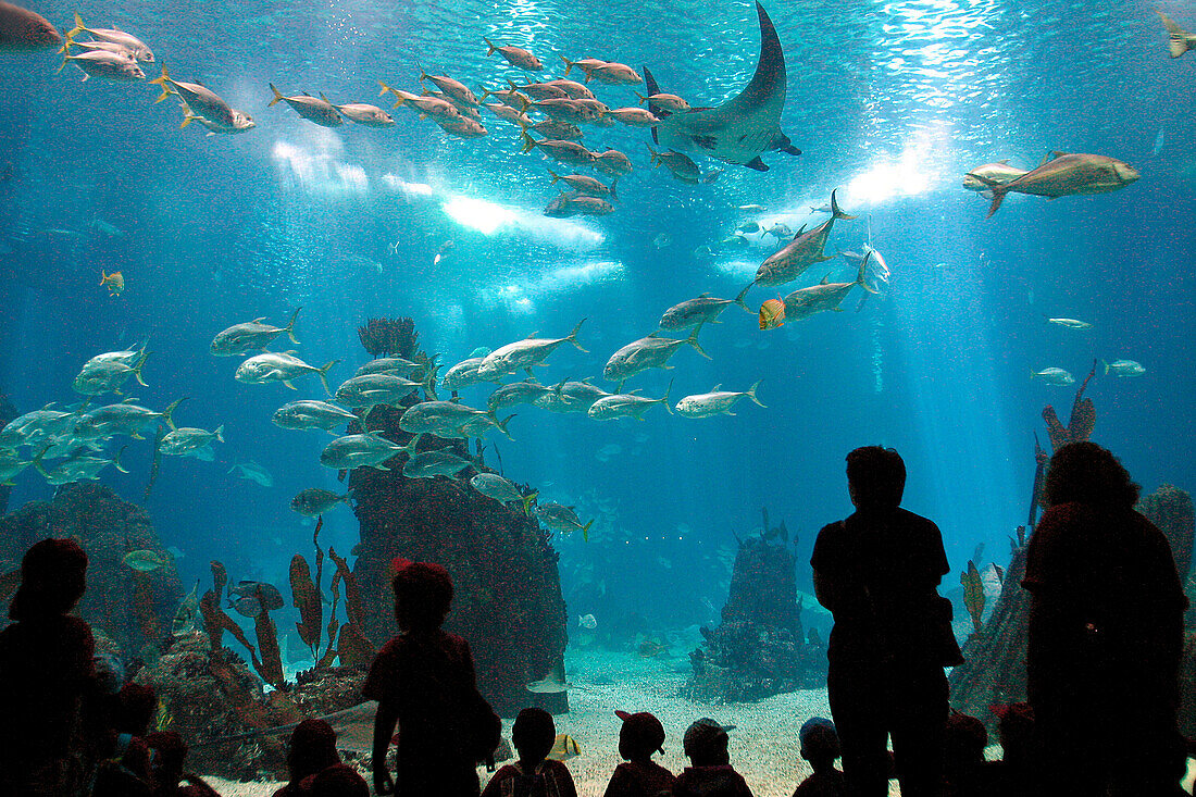 Aquarium (Oceonario), Park Of Nations, Site Of The 1998 World Expo, Lisbon, Portugal
