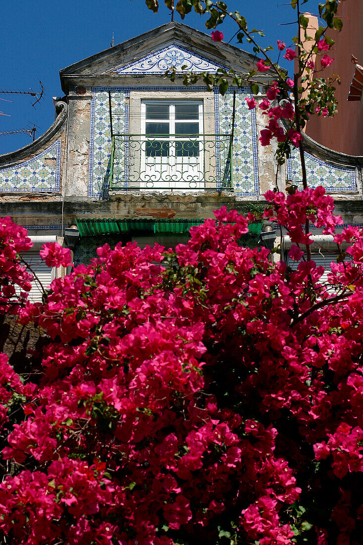 Flowering Bougainvillea, Facade Of A House In Azulejos, Lisbon, Portugal