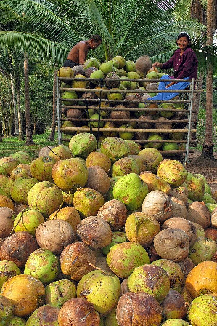 Sorting The Piles Of Coconuts, Bang Saphan Province, Thailand