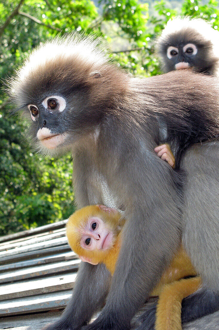 Gibbon Ape Roaming Free With Its Young, Prachuap Khiri Khan, Thailand