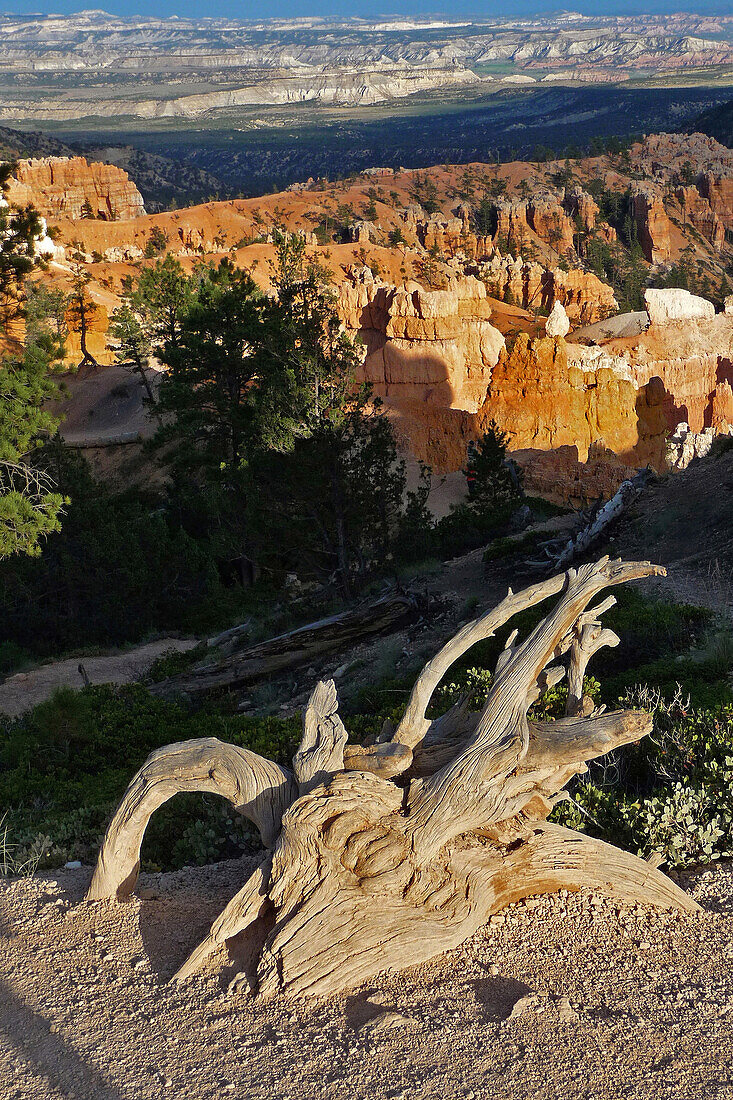 Root Of A Tree Trunk On The Earth Pillars Trail In Bryce Canyon, Bryce Canyon National Park, Utah, United States, Usa