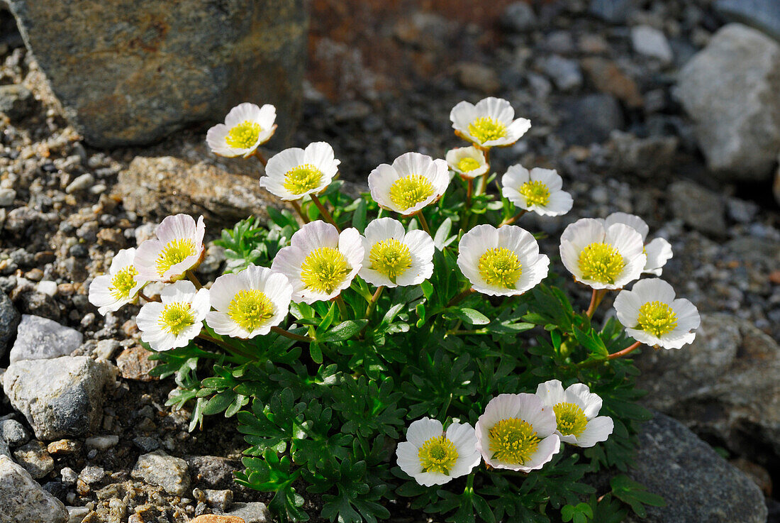 Glacier crowfoot (Ranunculus glacialis), Sellrain, Stubai Alps, Tyrol, Austria