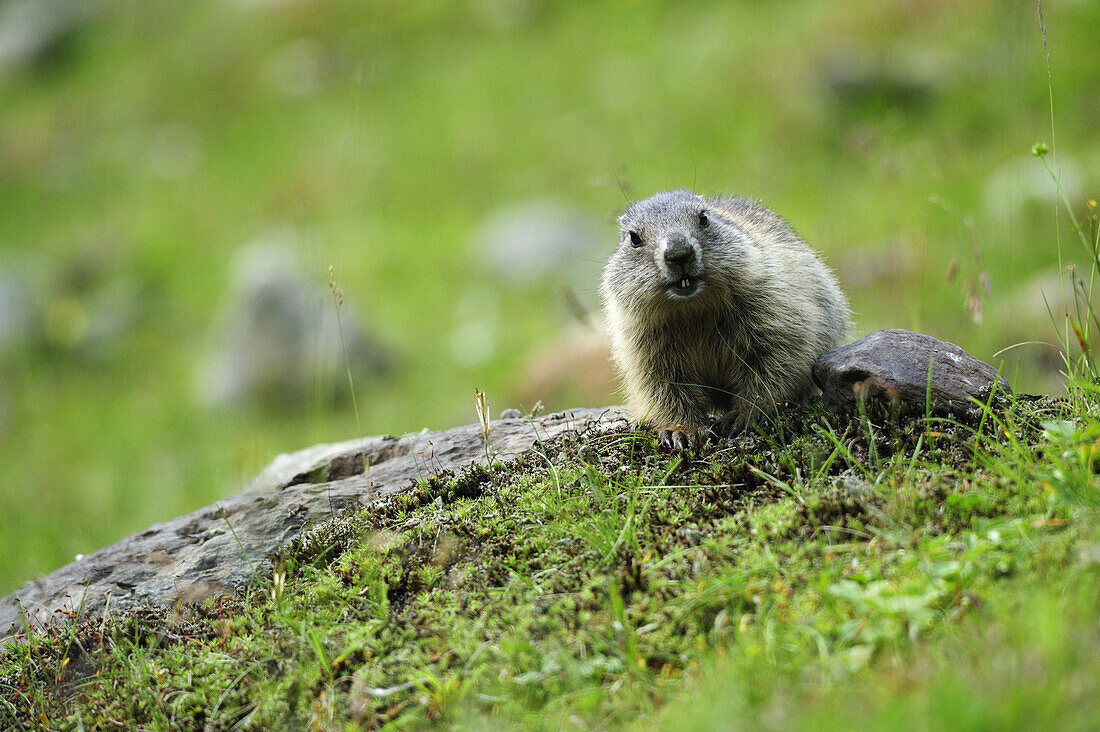 Alpenmurmeltier (Marmota marmota), Stubai, Stubaier Alpen, Tirol, Österreich