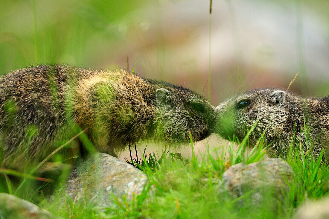 Two Alpine marmots (Marmota marmota), Stubai, Stubai Alps, Tyrol, Austria