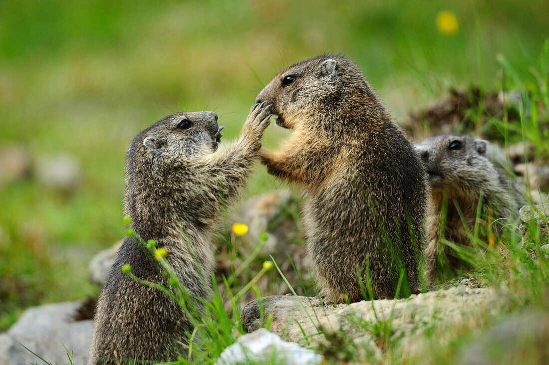 Drei Alpenmurmeltiere (Marmota marmota), Stubai, Stubaier Alpen, Tirol, Österreich