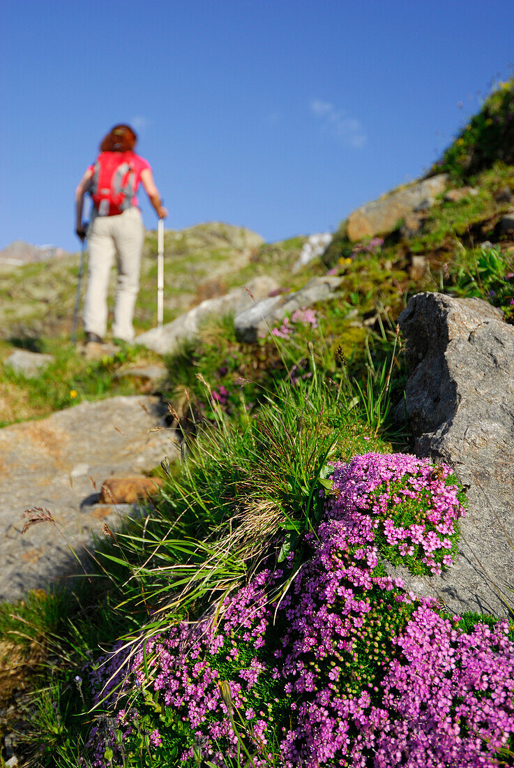 Blooming campion, female hiker in background, Stubai Alps, Trentino-Alto Adige/South Tyrol, Italy