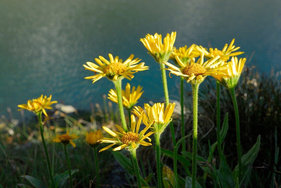 Leopard's bane, Ahrntal, Zillertal Alps, South Tyrol, Italy