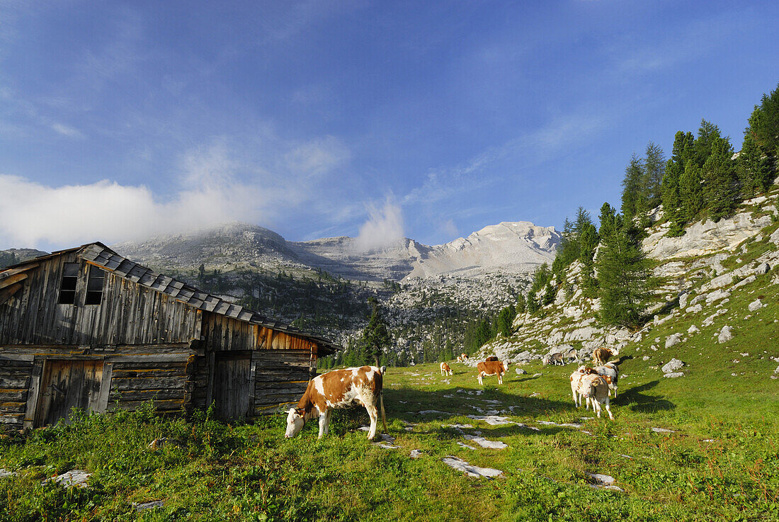 Kühe grasen bei Almhütte, Fanesalm, Lavarella, Naturpark Fanes-Senes-Prags, Dolomiten, Trentino-Südtirol, Italien