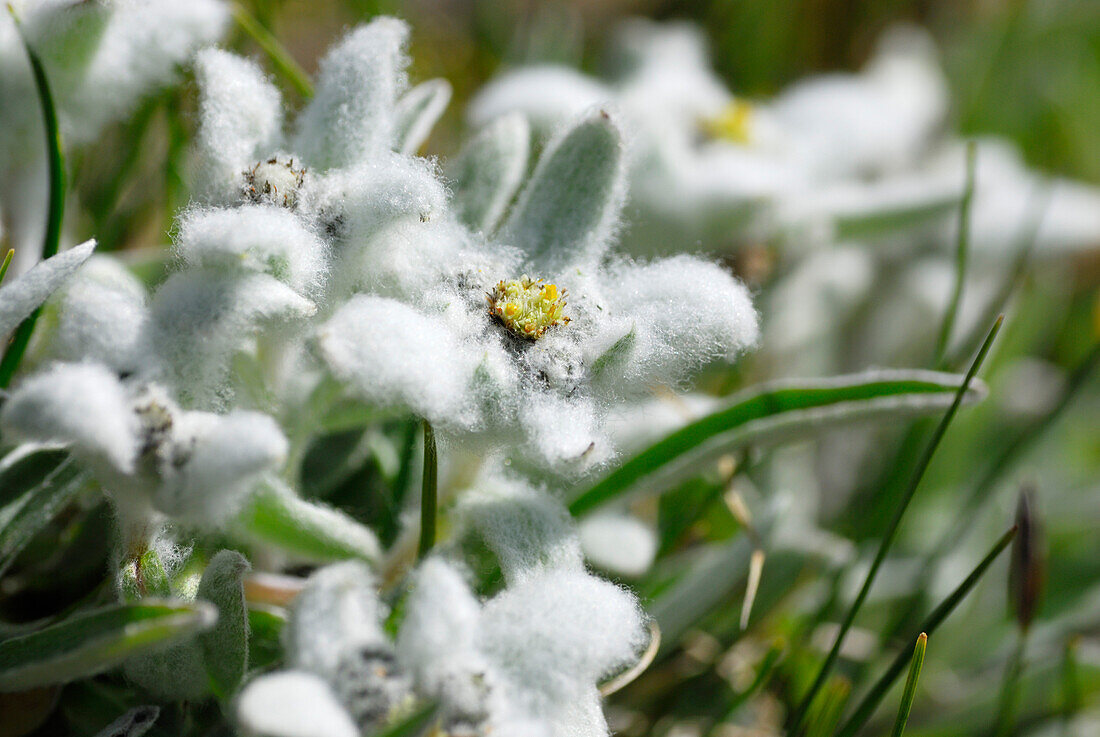 Edelweiß (Leontopodium alpinum), Naturpark Fanes-Senes-Prags, Dolomiten, Trentino-Südtirol, Italien