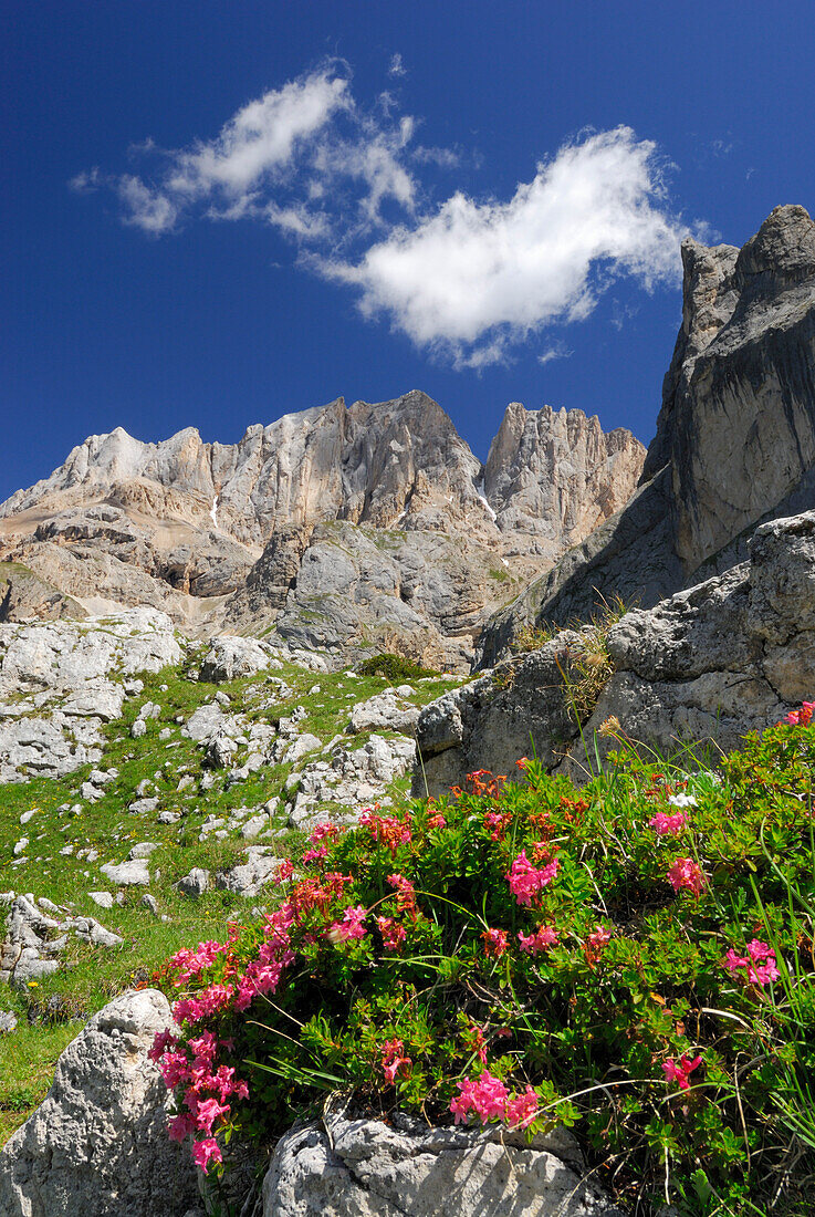 Alpenrosen blühen unter dem Vernel, Marmolata, Dolomiten, Trentino-Südtirol, Italien
