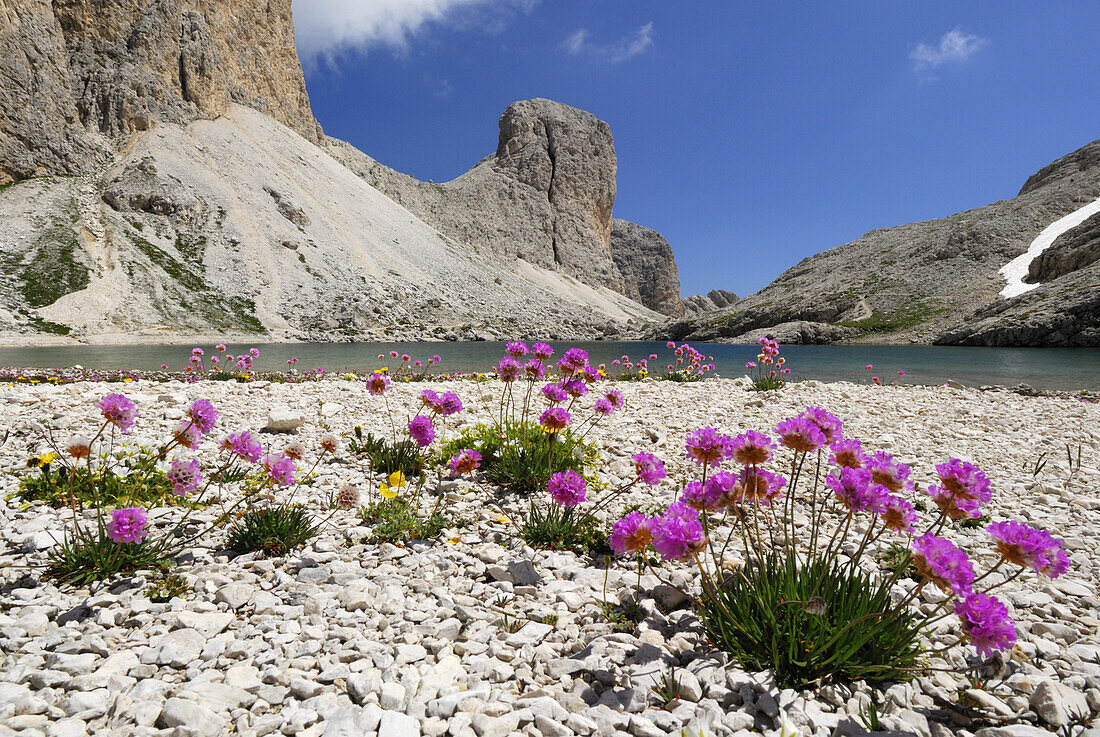 Sea pink at Lago di Antermoia, Rosengarten group, Dolomites, Trentino-Alto Adige/South Tyrol, Italy