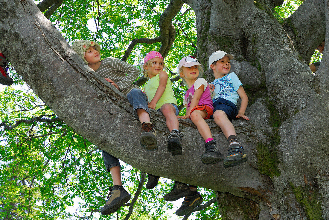 Kinder sitzen auf einem Ast, Bayerische Alpen, Oberbayern, Bayern, Deutschland