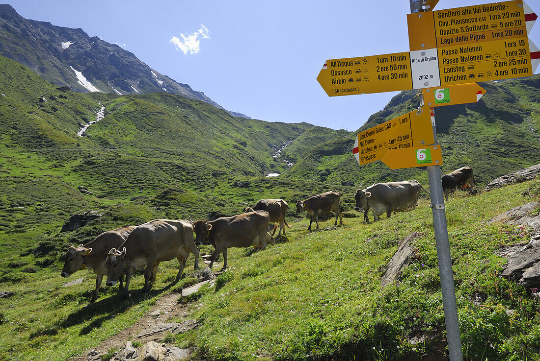 Sign post, cattle in background, Alpe di Cruina, Val Bedretto, Ticino Alps, Canton of Ticino, Switzerland