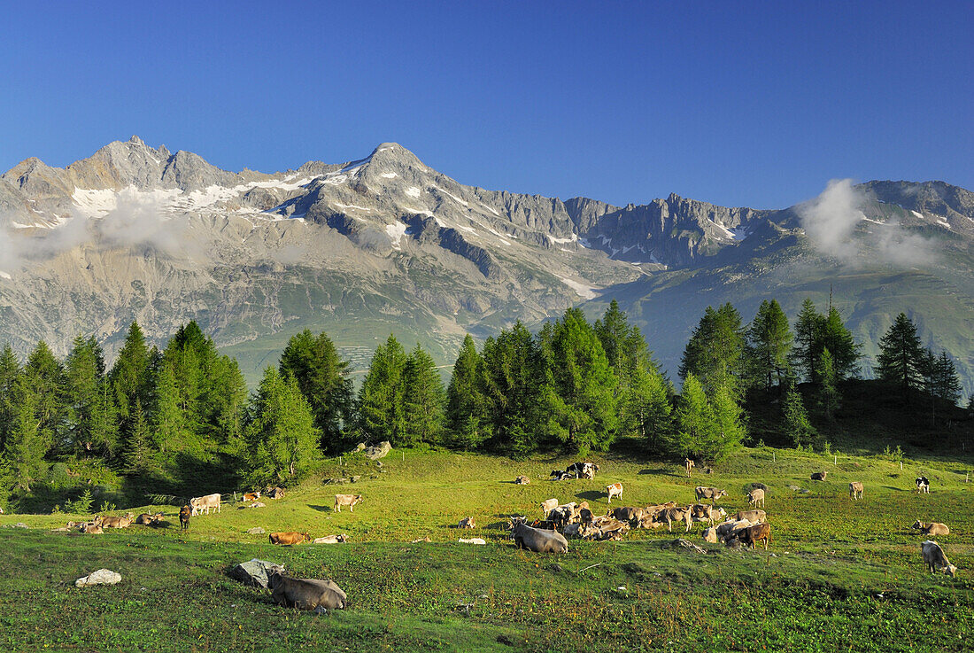 Cattle on pasture, Gotthard range in background, Ticino Alps, Canton of Ticino, Switzerland