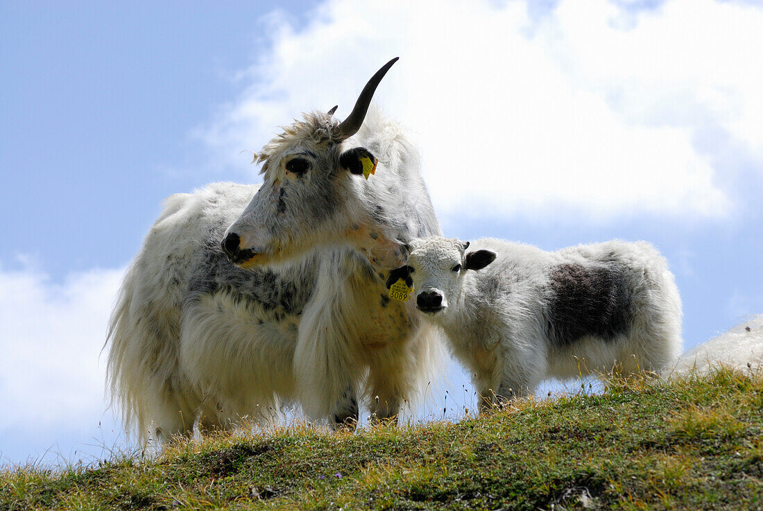 Yak with young animal, Tessin Alps, Canton of Tessin, Switzerland