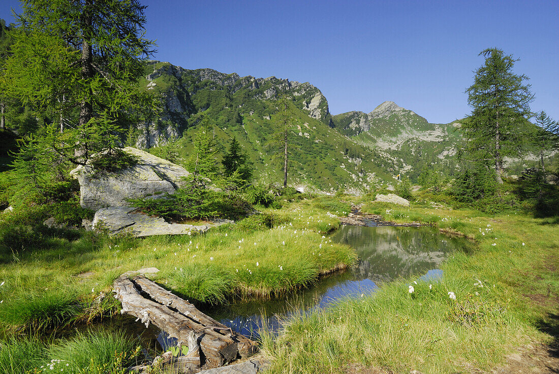 Zwei Baumstämme als Brücke über einen Bach, Tessiner Alpen, Tessin, Schweiz