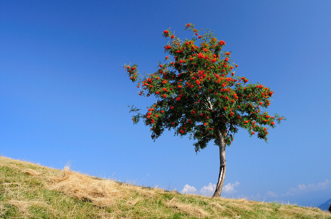 Mountain ash on alpine meadow, Ticino range, Ticino, Switzerland