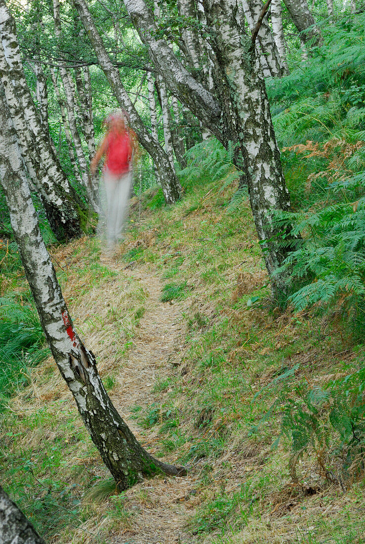 Woman hiking on trail through birch wood, Monti Lariani, Lake Como, Lombardy, Italy