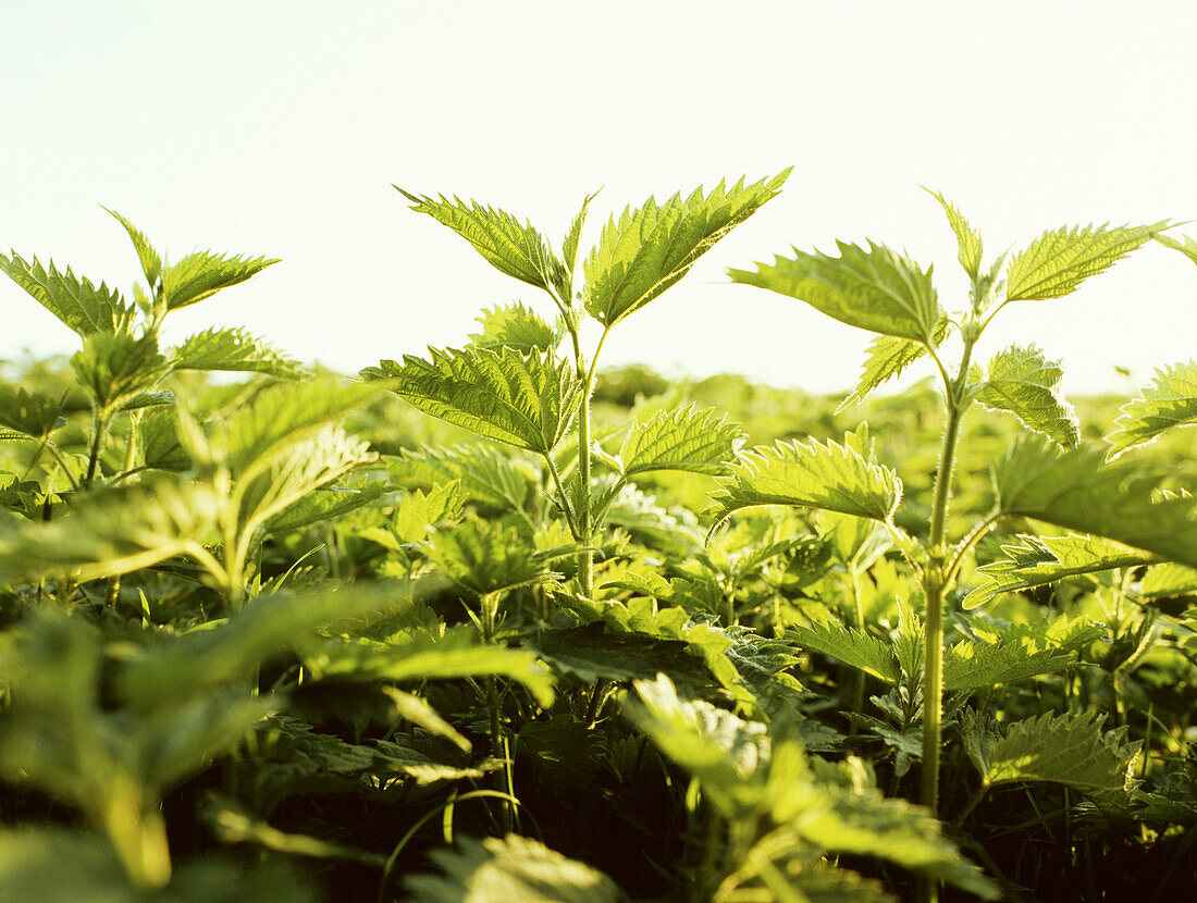 Stinging nettles, Dusseldorf, North Rhine-Westphalia, Germany