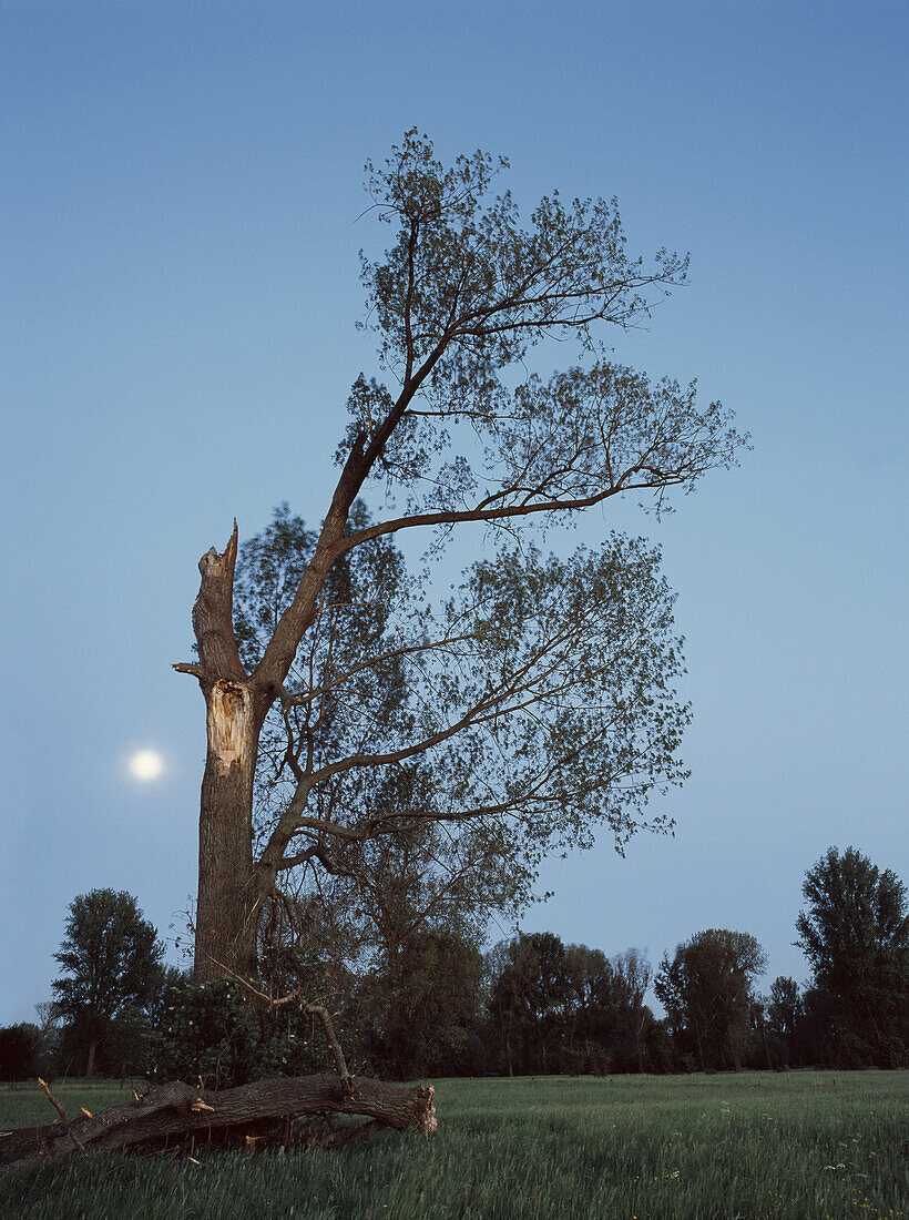 Poplara with broken branch in moonlight, Dusseldorf, North Rhine-Westphalia, Germany