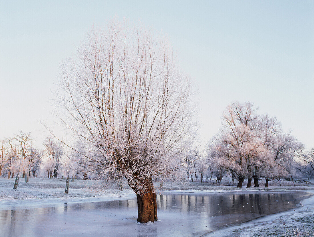 Pollard willow trees in high water, pastureland at river Rhine, Dusseldorf, North Rhine-Westphalia, Germany