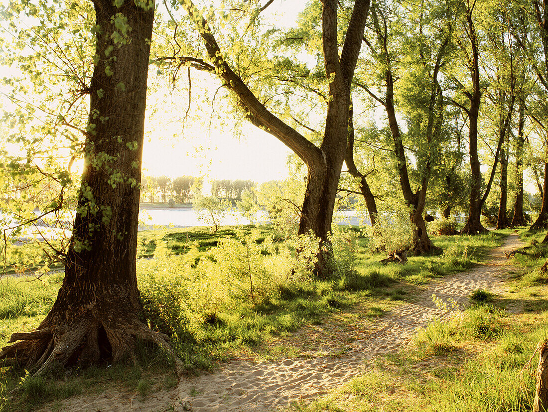 Pastureland near river Rhine with poplars, Dusseldorf, North Rhine-Westphalia, Germany