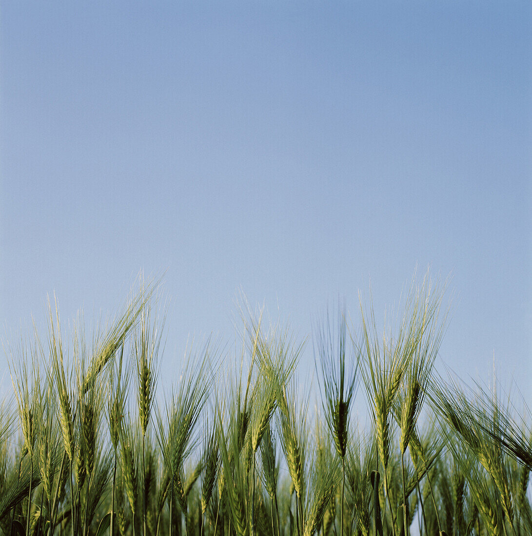 Green barley field, Dusseldorf, North Rhine-Westphalia, Germany