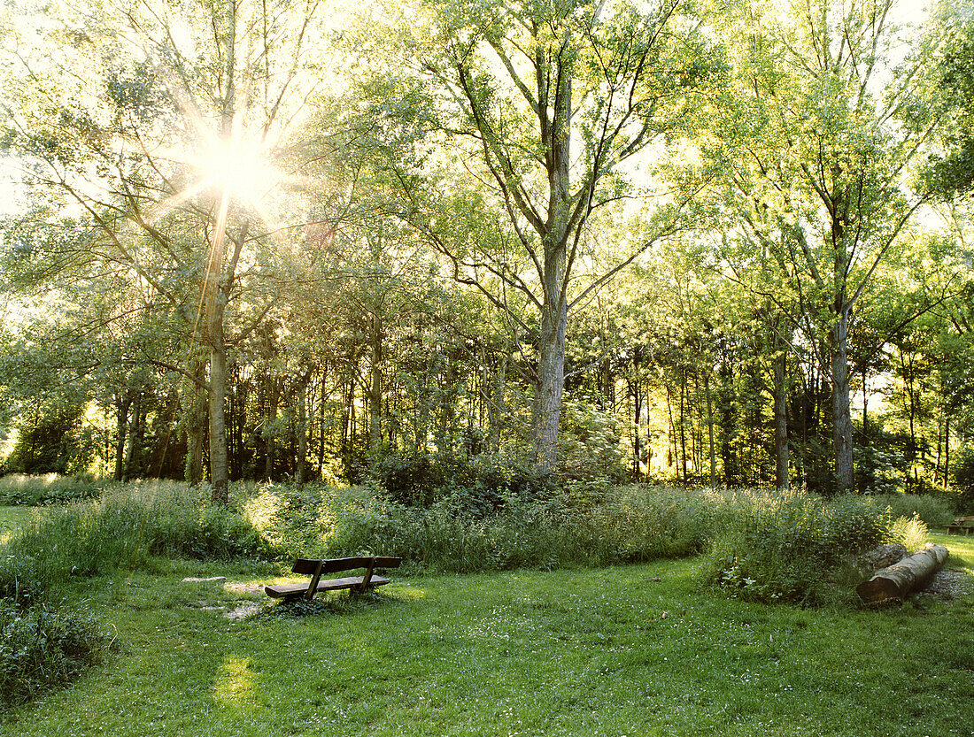 Bank auf einer Lichtung im Wald, Düsseldorf, Nordrhein-Westfalen, Deutschland