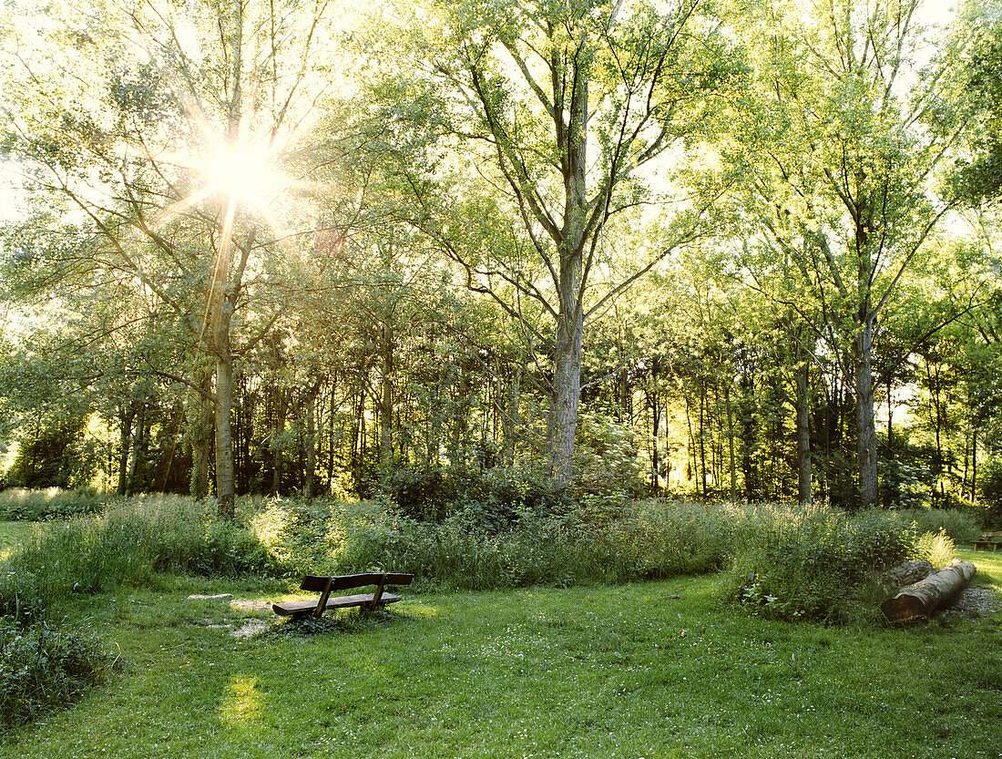 Clearing with a bench in a forrest, Dusseldorf, North Rhine-Westphalia, Germany