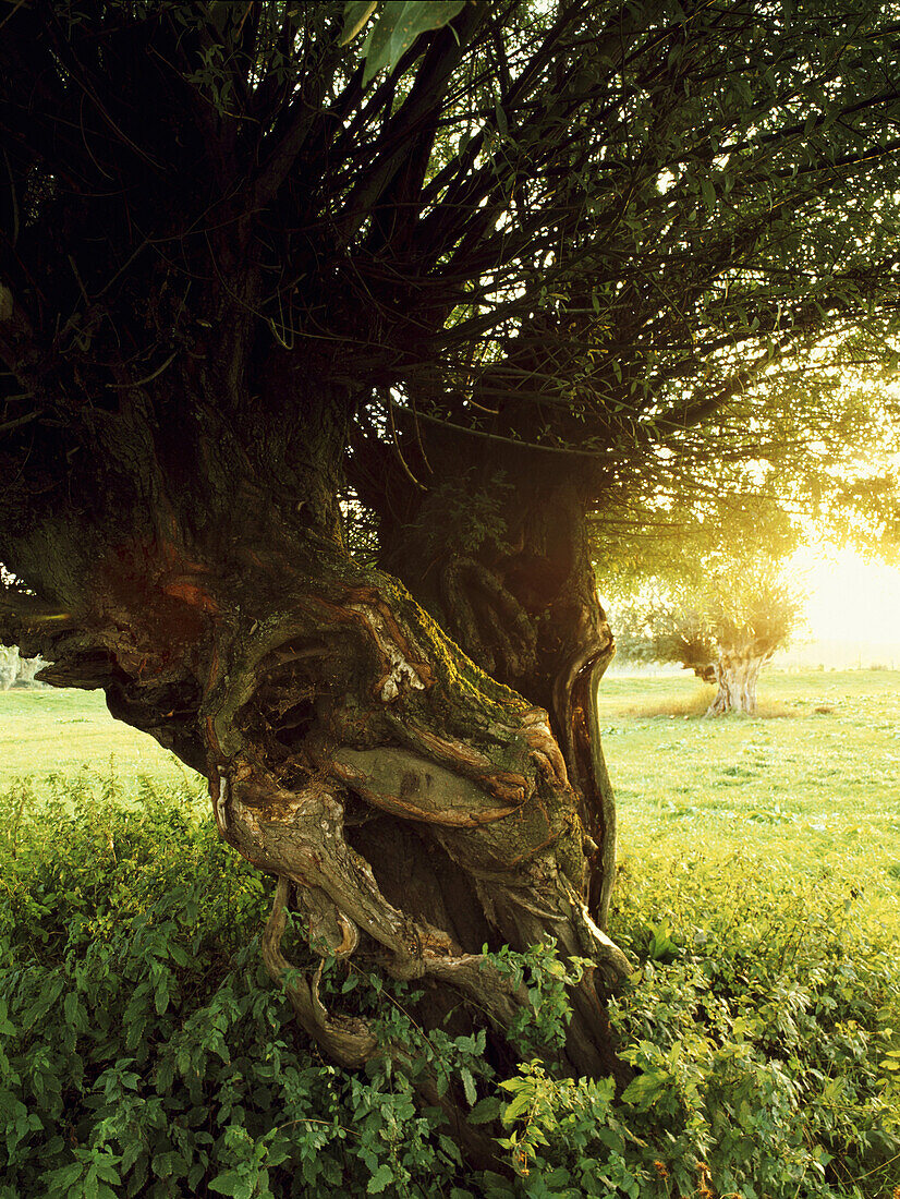 Pastureland with pollard willow trees, Rhine, Dusseldorf, North Rhine-Westphalia, Germany