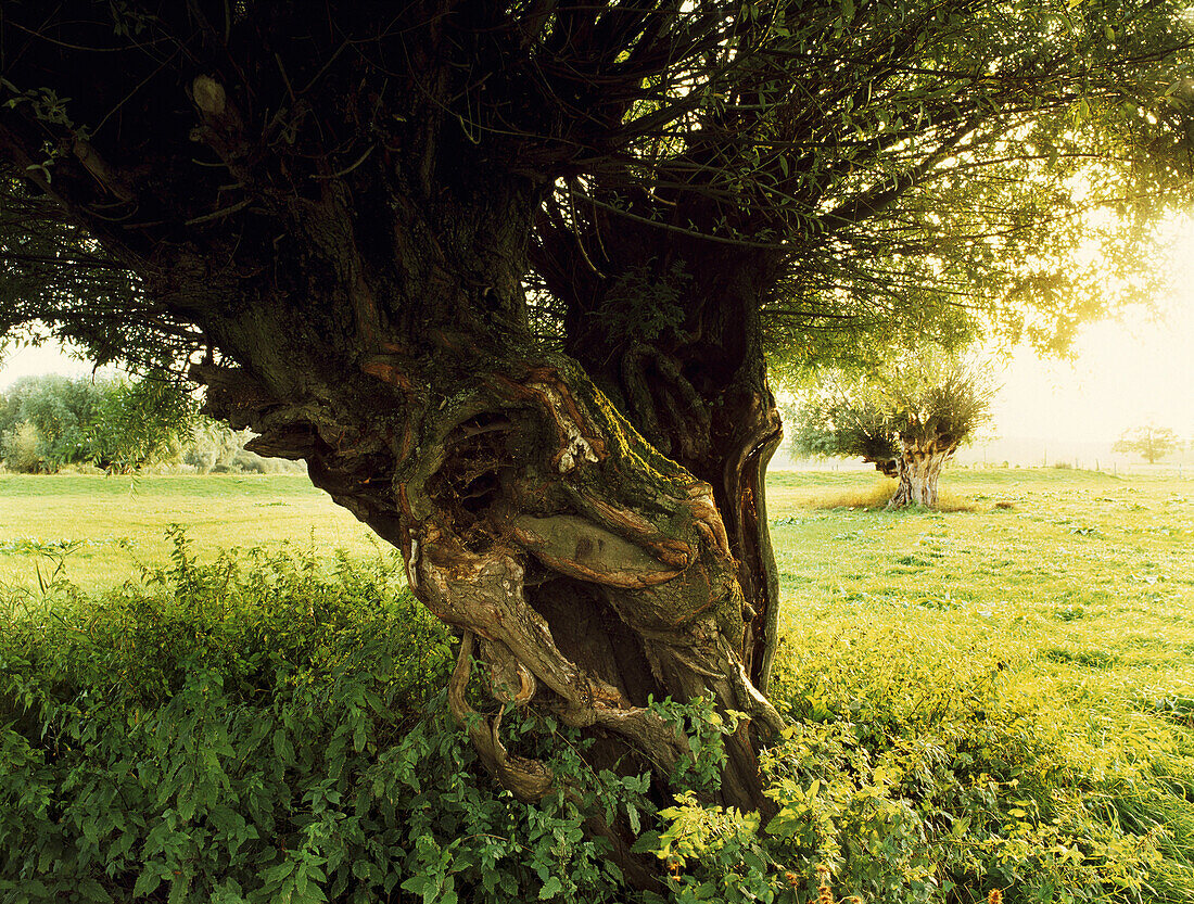 Pastureland with pollard willow trees, Rhine, Dusseldorf, North Rhine-Westphalia, Germany