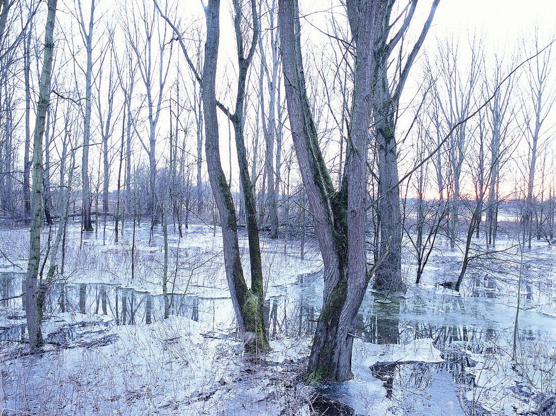 Flooded pastureland near river Rhine with bare trees in winter, Dusseldorf, North Rhine-Westphalia, Germany