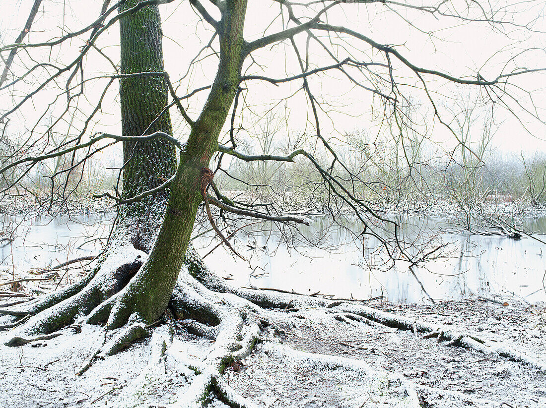 Pastureland at river Rhine with bare tree in winter, Dusseldorf, North Rhine-Westphalia, Germany