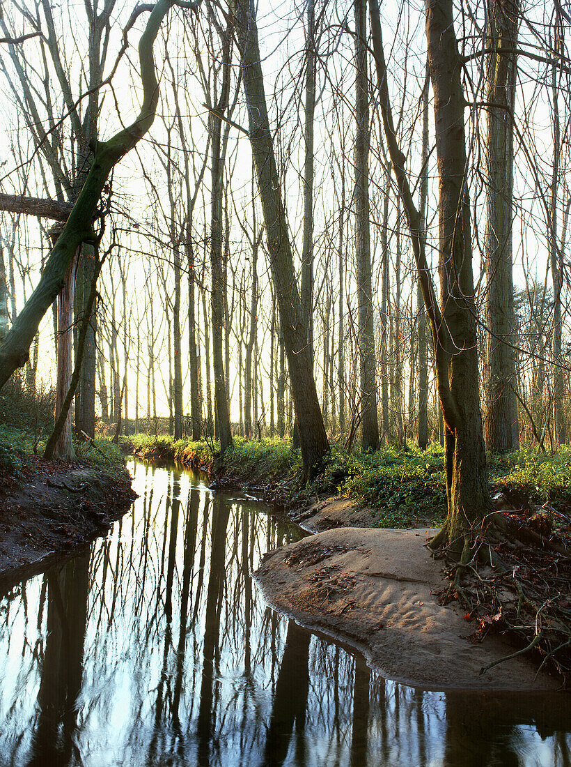 Auenlandschaft am Rhein, Düsseldorf, Nordrhein-Westfalen, Deutschland