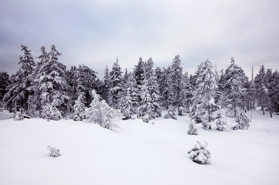 Snowy landscape at mount Brocken in winter, Harz Mountains, Lower Saxony, Germany
