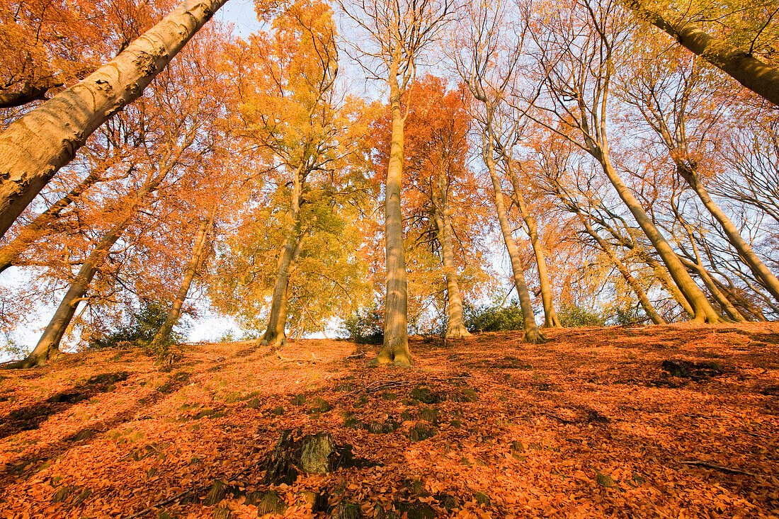 Grafenberg forest in autumn, Dusseldorf, North Rhine-Westphalia, Germany