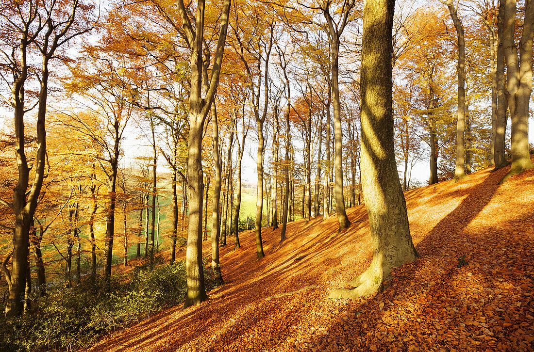 Grafenberg forest in autumn, Dusseldorf, North Rhine-Westphalia, Germany