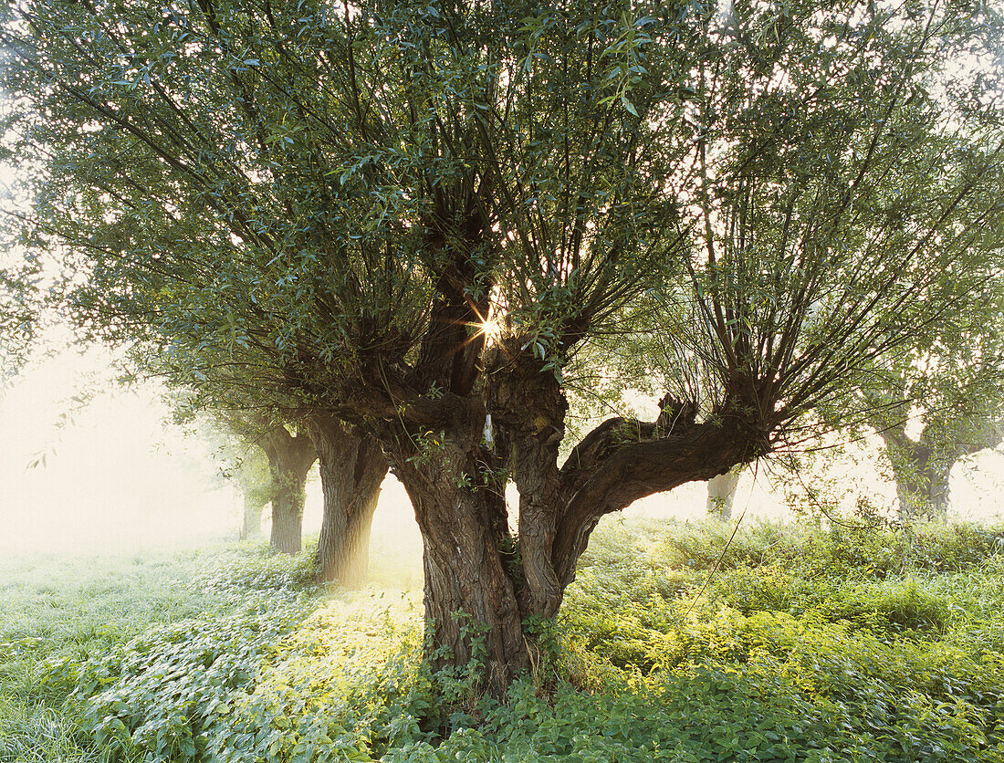 Kopfweide in einer Auenlandschaft am Rhein, Düsseldorf, Niederrhein, Nordrhein-Westfalen, Deutschland