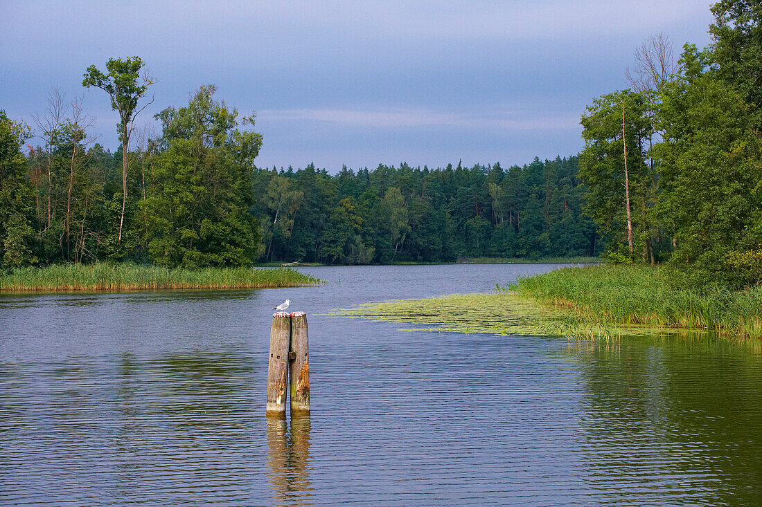 Jez. Beldany (Lake Beldany), Nature, Mazurskie Pojezierze, Masuren, East Prussia, Poland, Europe