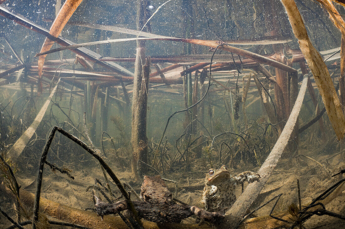 Toad in Biotope, Bufo bufo, Germany, Munich, Bavaria