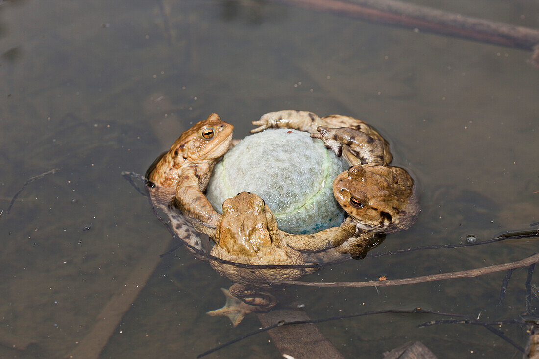 Toads cling to Tennis Ball in Mating Season, Bufo bufo, Germany, Munich, Bavaria