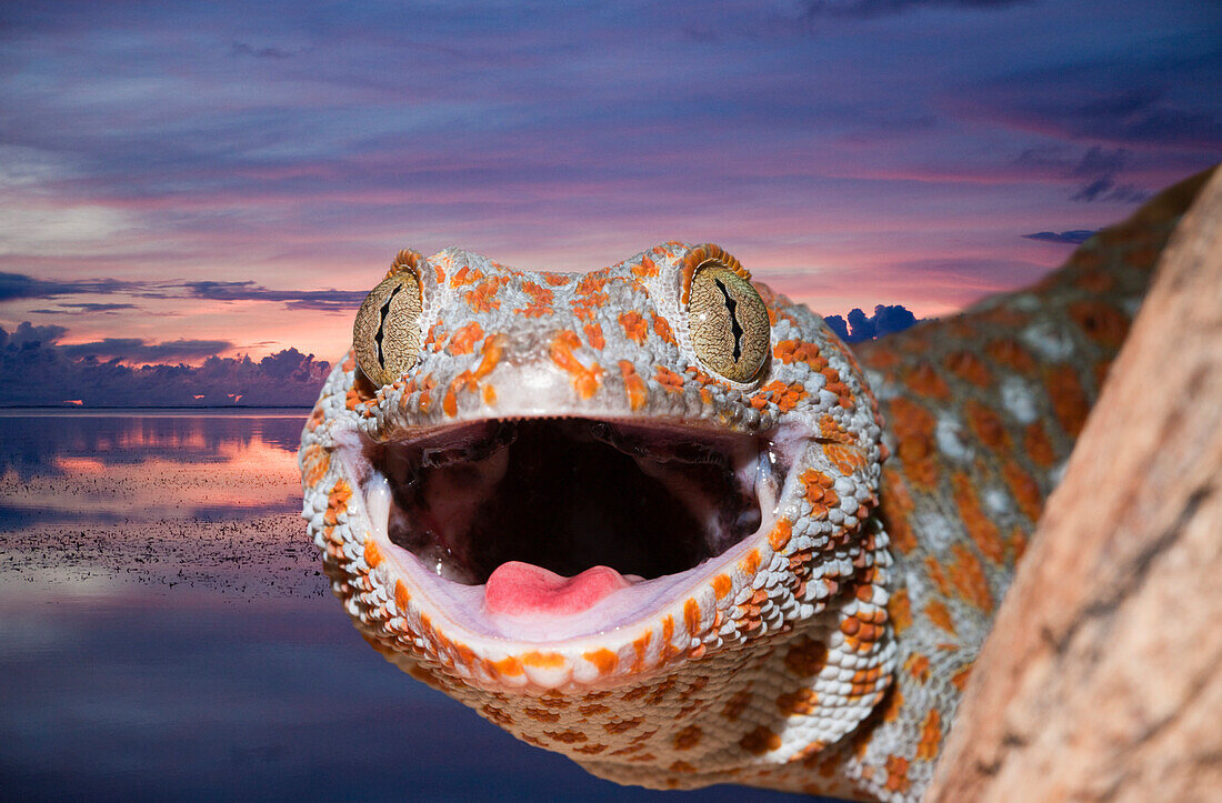 Tokay Gecko, Gekko gecko, Indonesia, West Papua, Misool