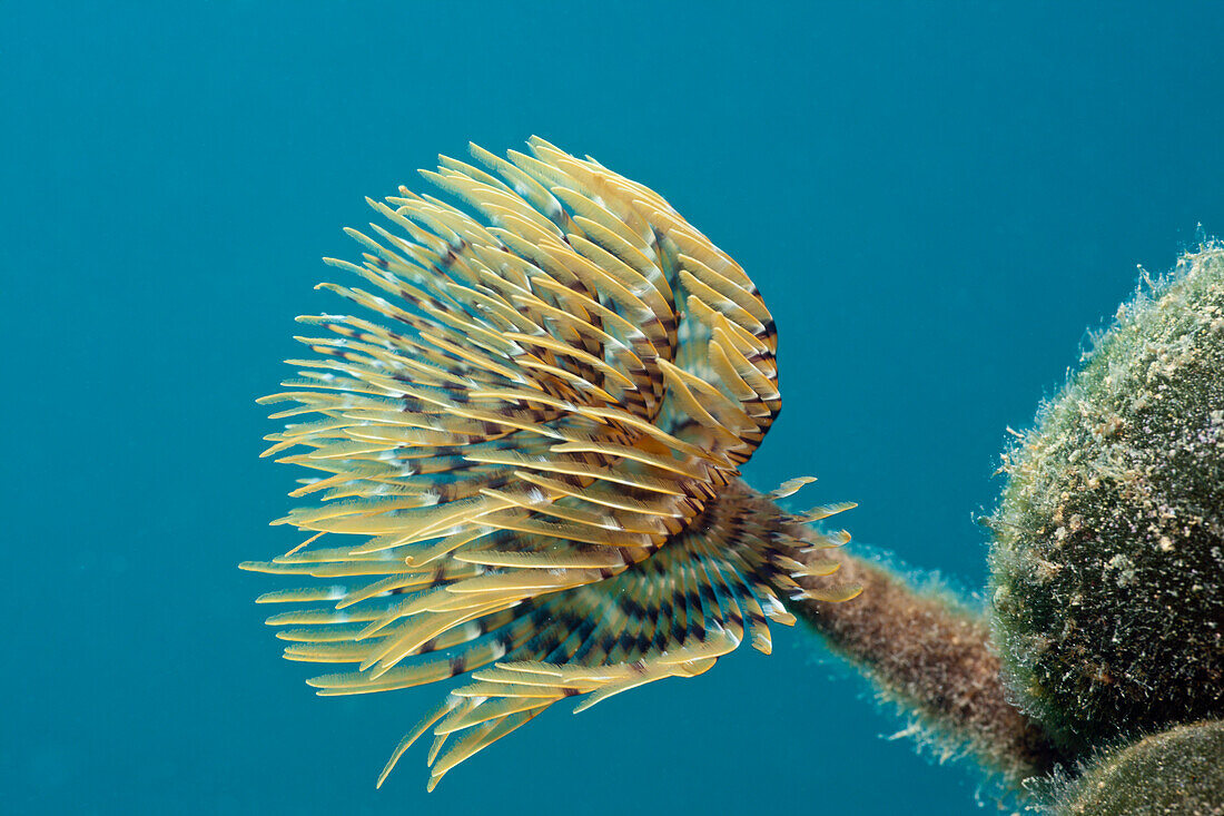 Small Spiral Tube Worm, Spirographis spallanzani, Croatia, Istria, Adriatic Sea, Mediterranean Sea