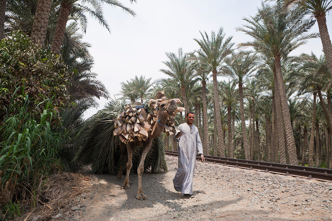 Fellache transportiert Palmblaetter mit Kamel, Aegypten, Abusir