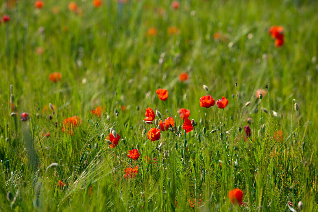 Red Poppy in Corn Field, Papaver rhoeas, Germany, Munich, Bavaria
